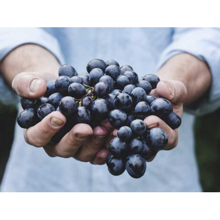 Gorgeous Cotton Pants fr-FR